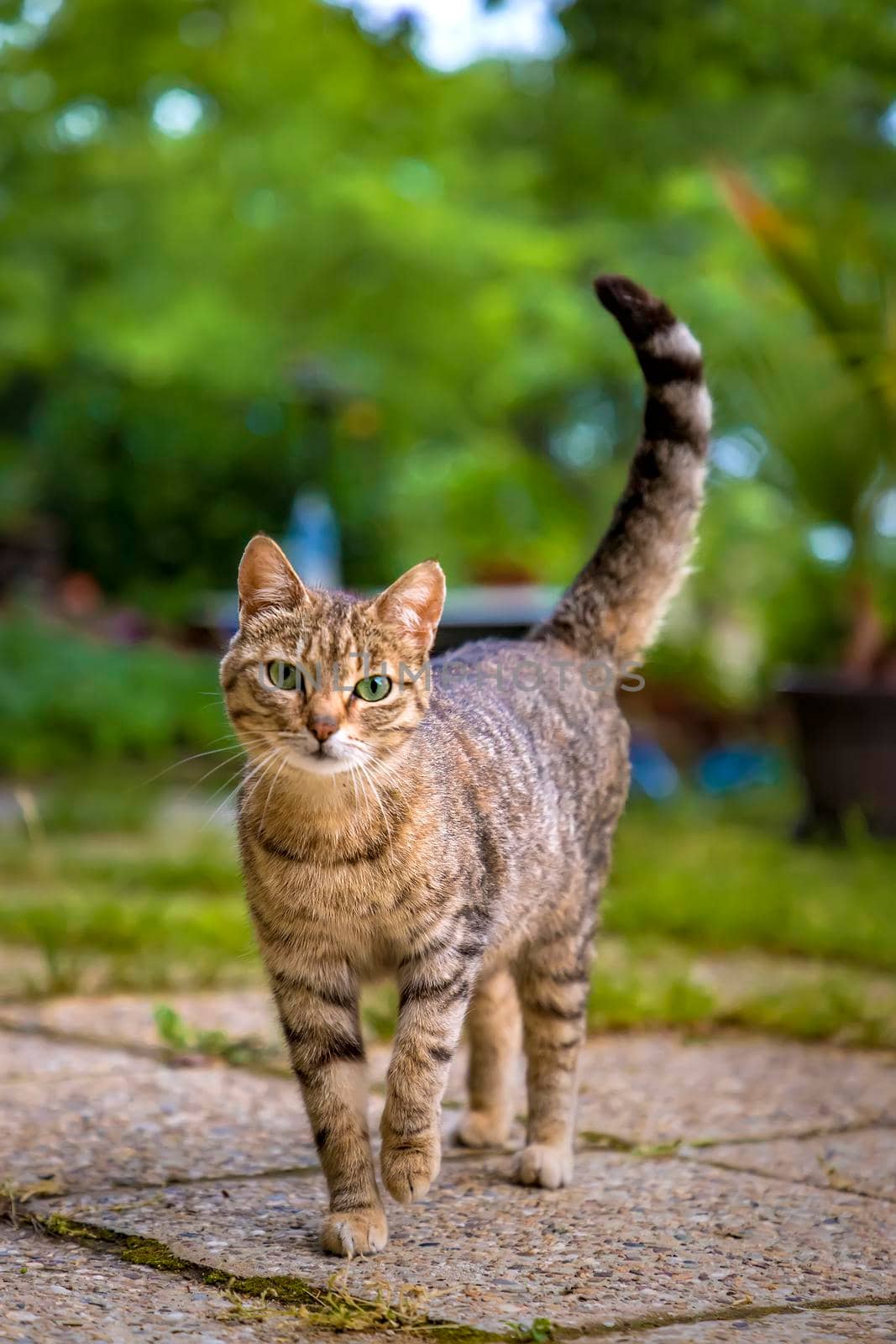 beauty cat walking in the garden. Vertical view. by EdVal