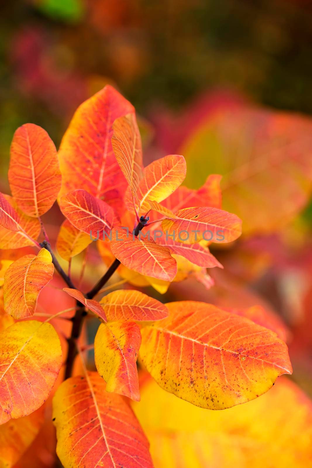 The beauty of autumn colors. Amazing colorful leaves.