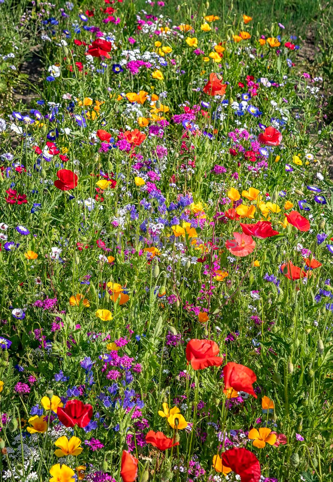 beautiful nature background of different summer flowers. Vertical view
