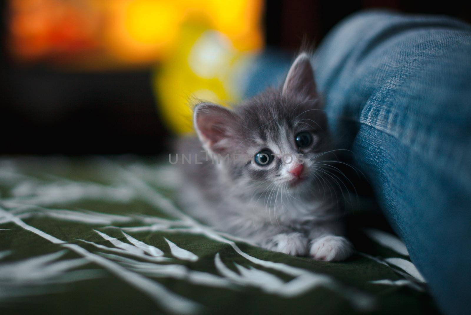 A grey kitten lying on the sofa next to a man