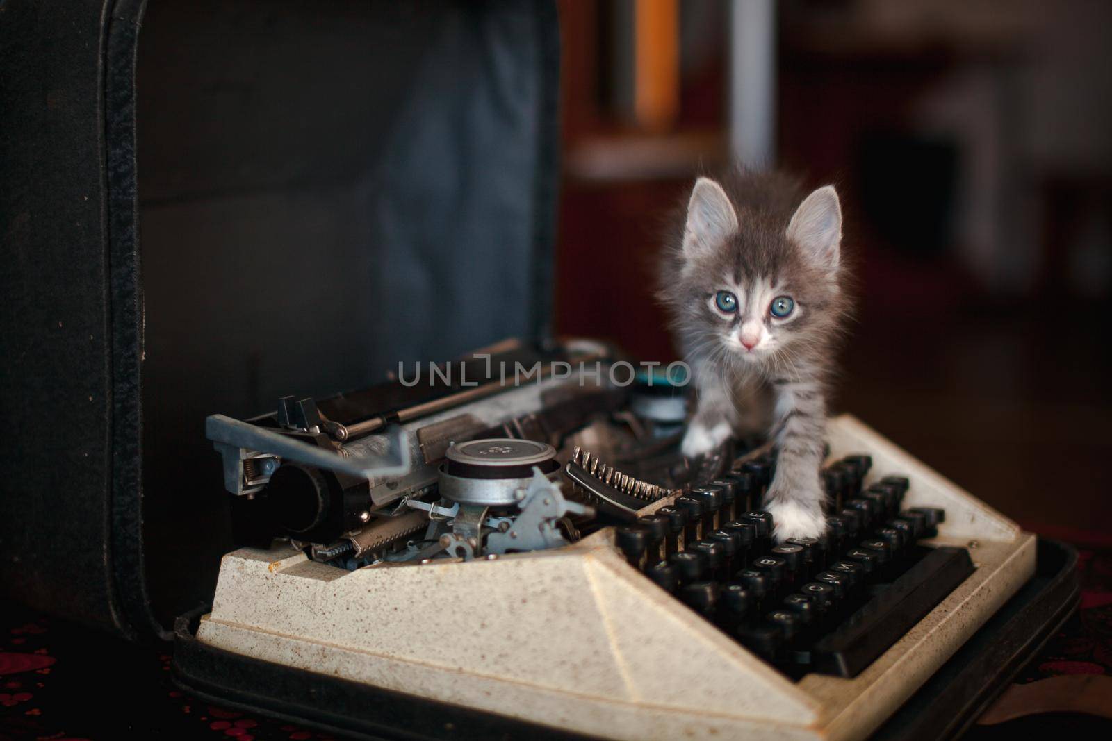 A grey kitten standing on an old typewriter