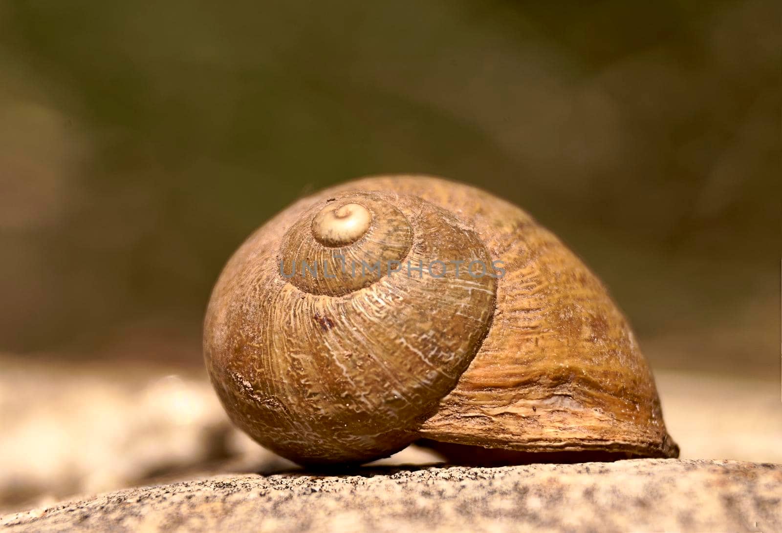 Snail on grey stone on a blurred background. Free space, vegetation, macro photography.