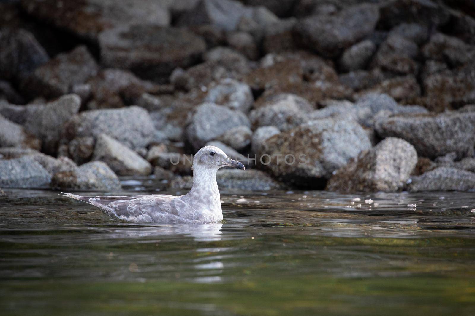 Young Glaucous-winged gull swimming along a rocky shore in British Columbia. Ballet Bay, Sunshine Coast Canada