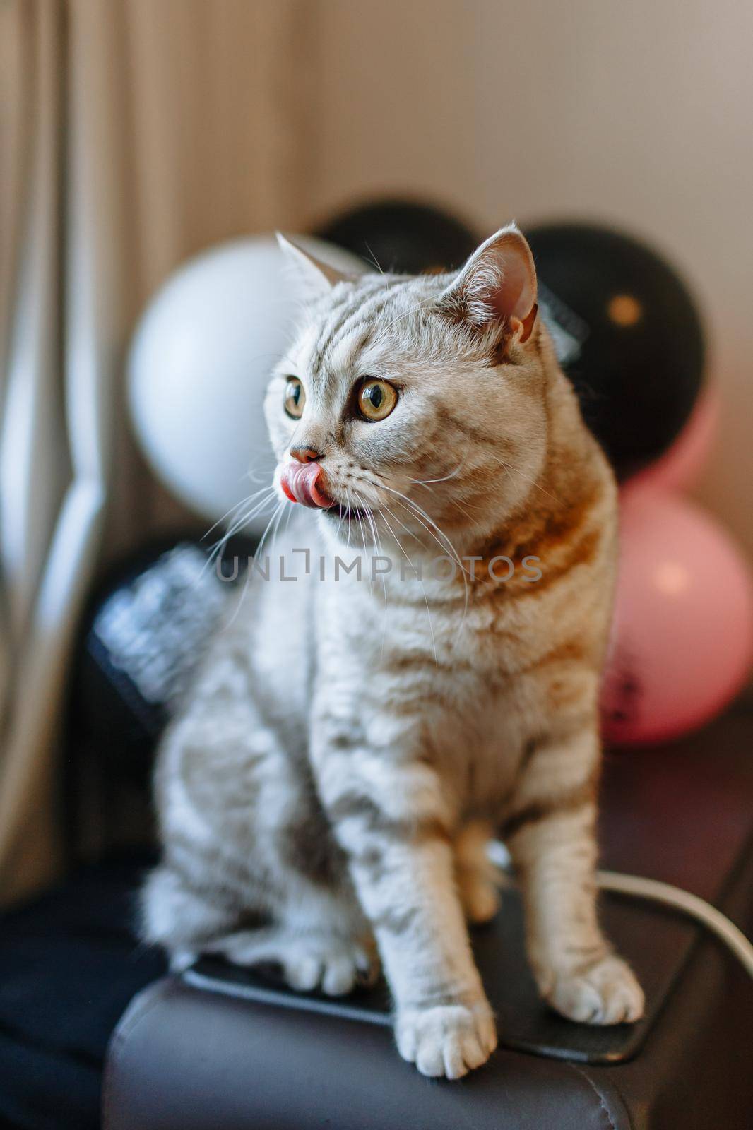 A cat licking its mouth with its tongue against the background of balloons