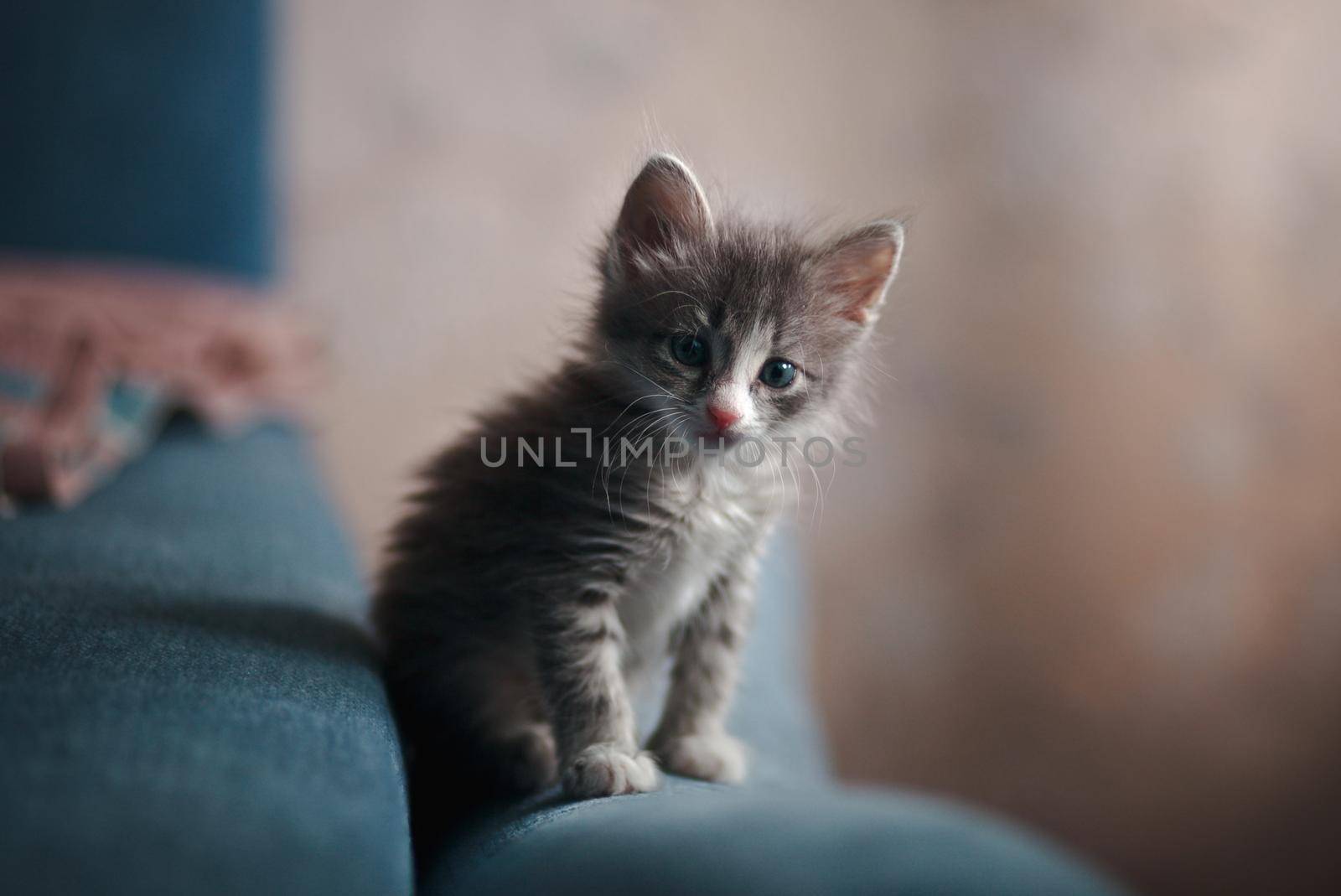 A grey kitten sitting on a blue sofa by deandy