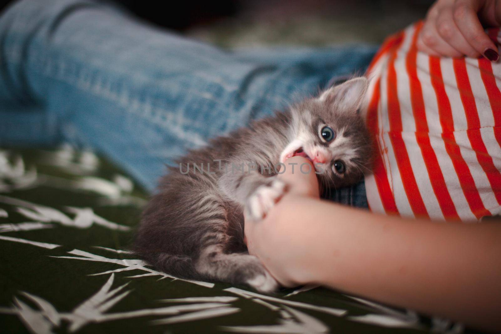 A grey kitten trying to bite a girl's hand