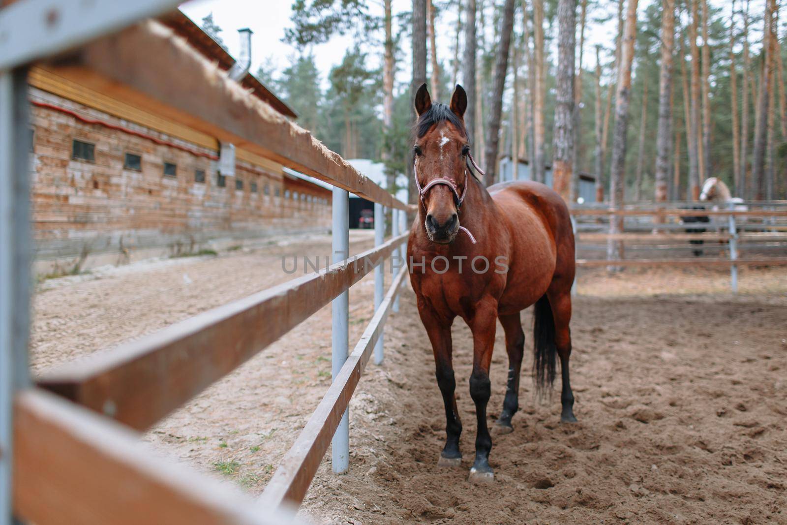 A brown stallion in a stall, looking forward by deandy