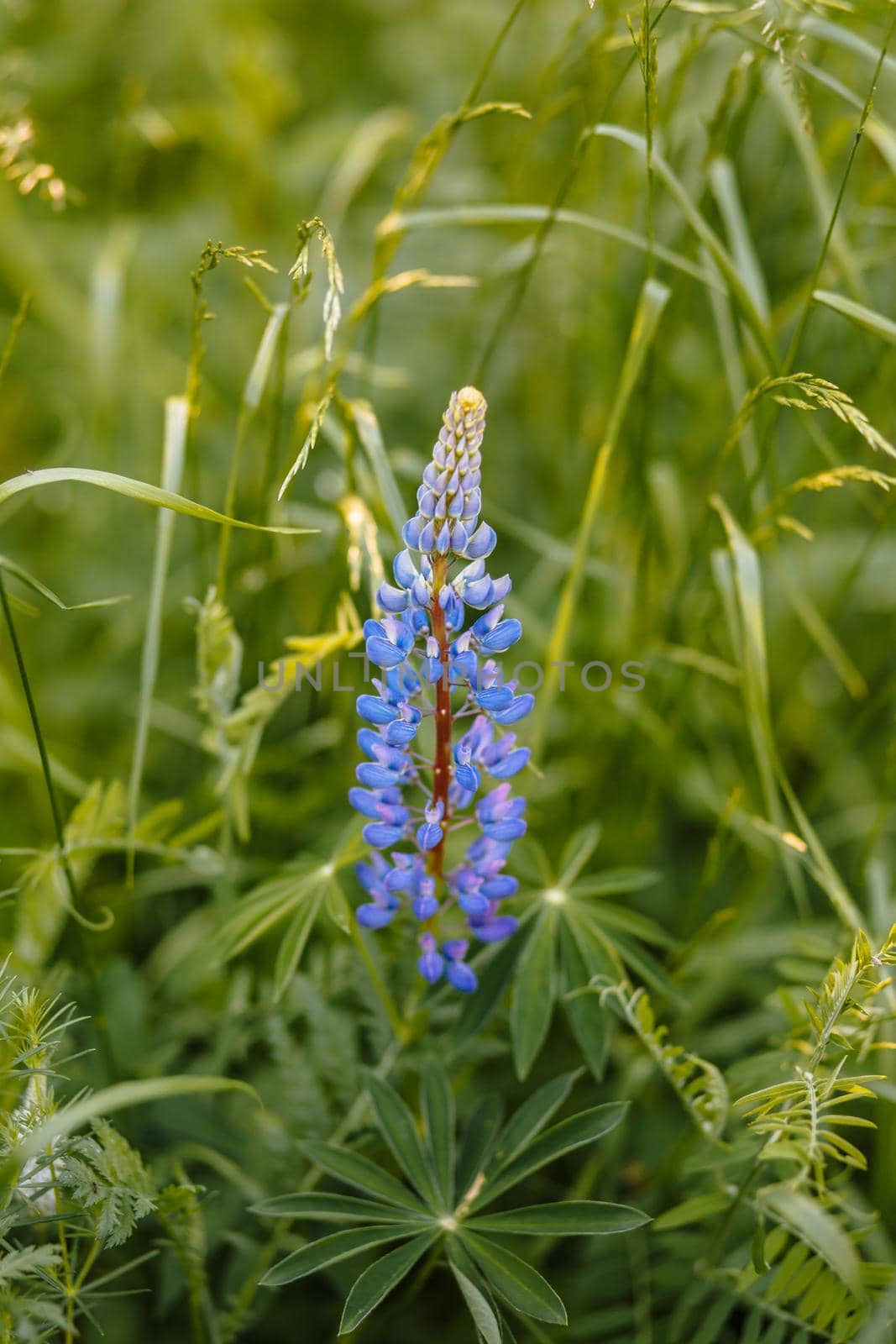 Lupin among the tall green grass by deandy