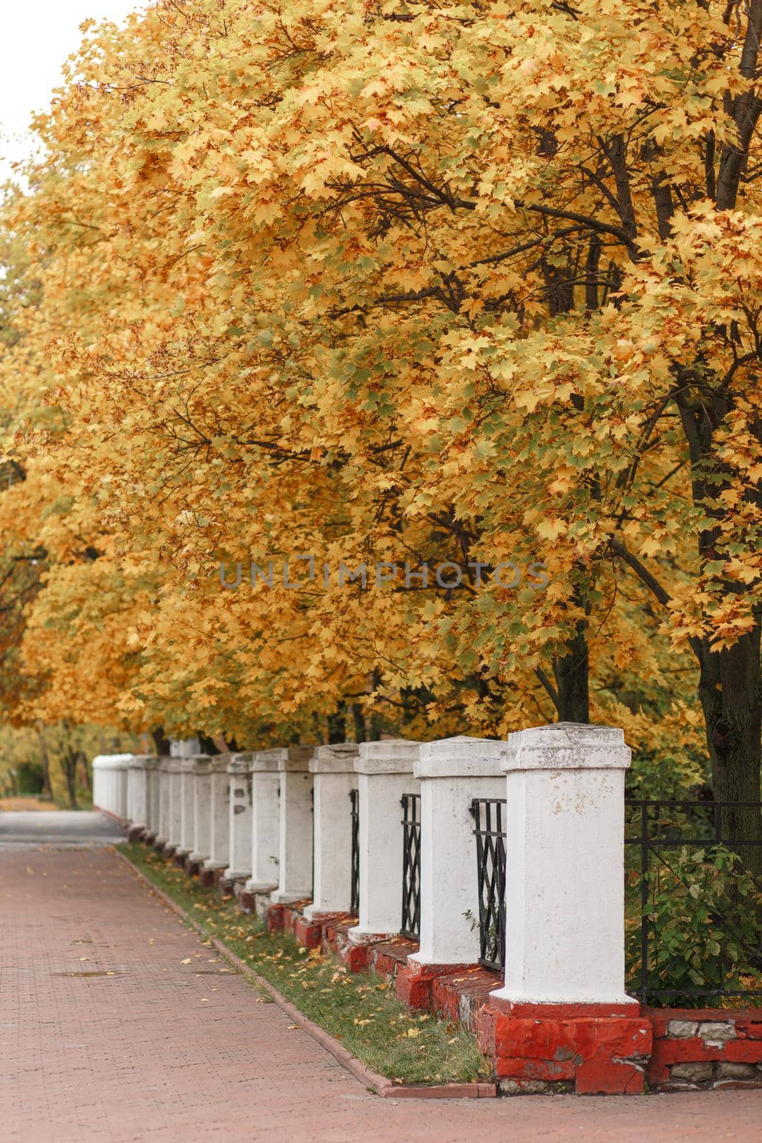 White columns of the park there are beautiful autumn trees with yellow foliage nearby by deandy