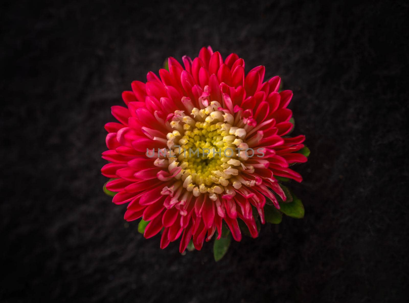 Top view of a flower on black background. Bright and beautiful flower. by Proff