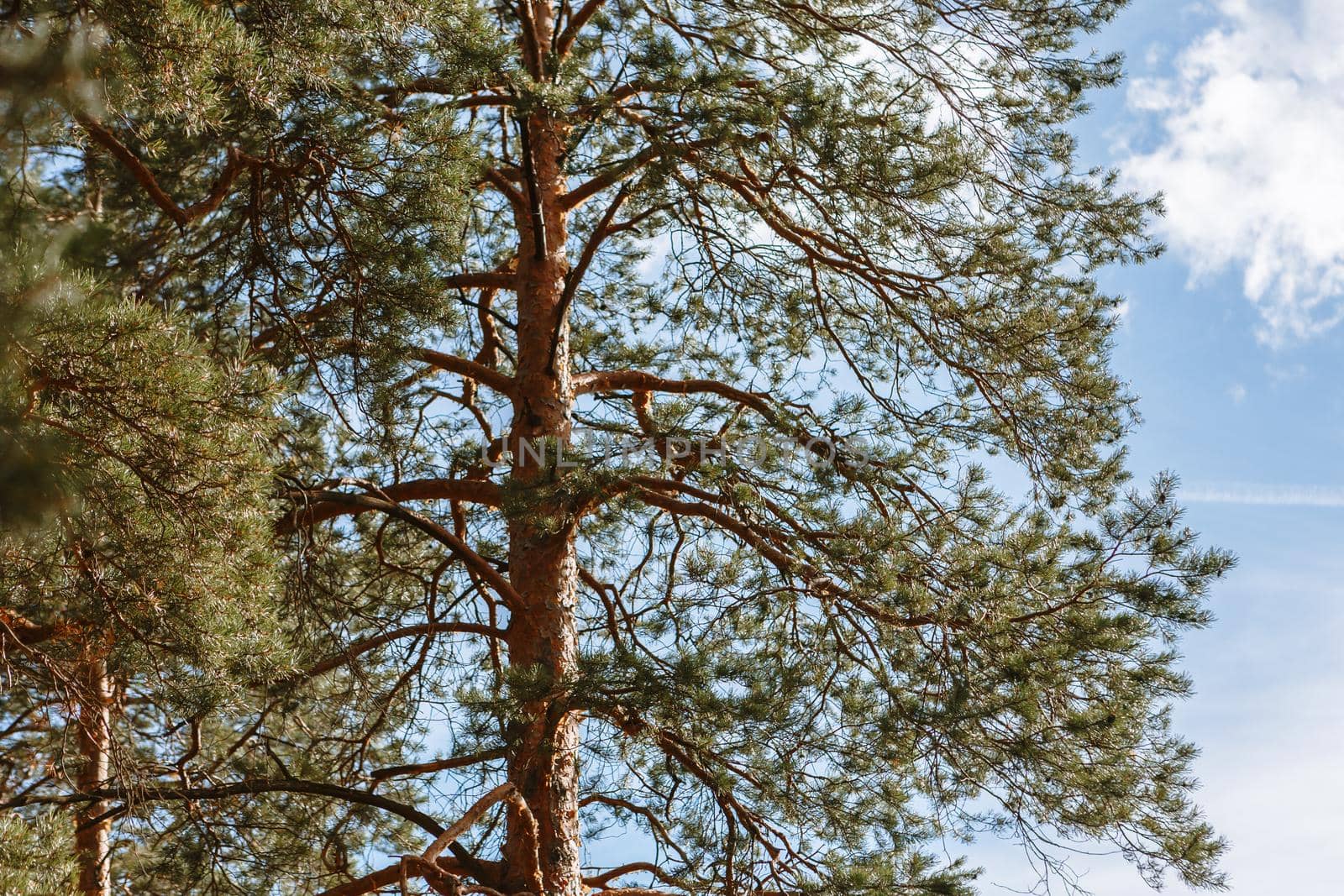 Pine trees standing in the forest. Shooting from bottom to top