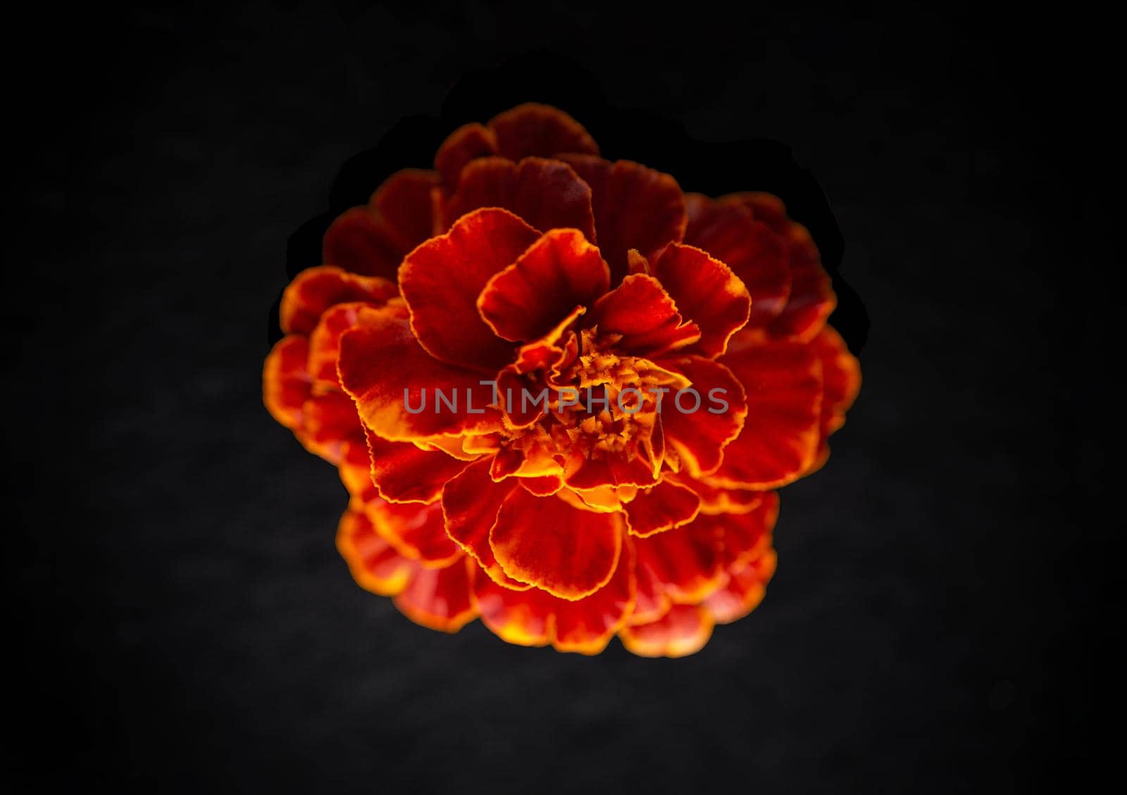 Top view of a flower on black background. View from above. by Proff