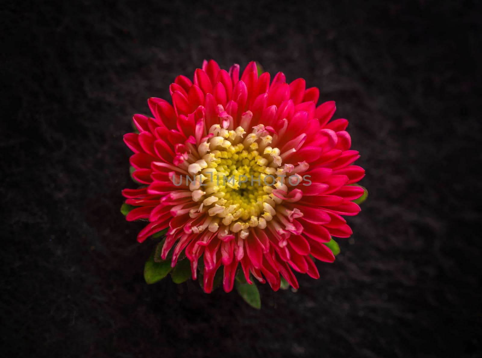 Delicate flower on a black background. Studio shot. by Proff