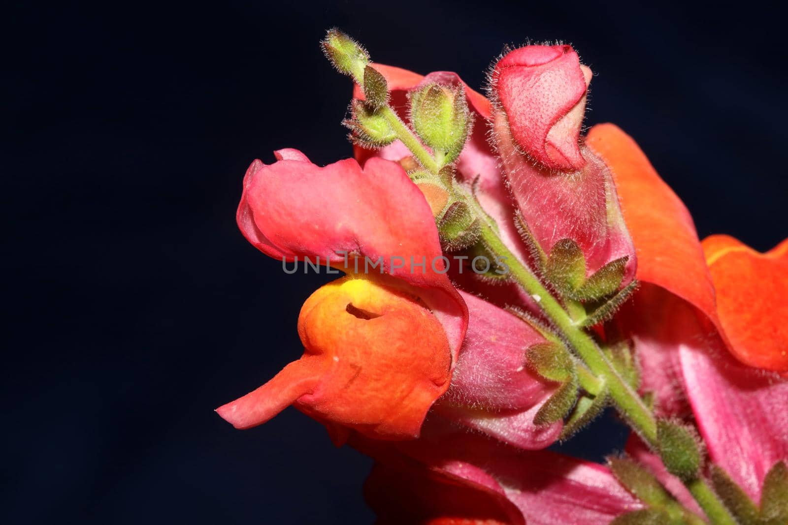 Red flower blossom close up botanical background Antirrhinum majus family Plantaginaceae big size prints high quality floral home decor