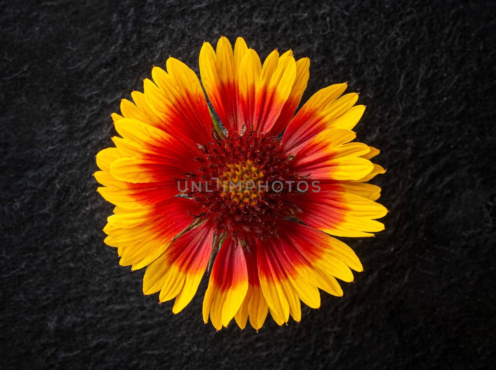Top view of a flower on a black background. For design. Nature. by Proff