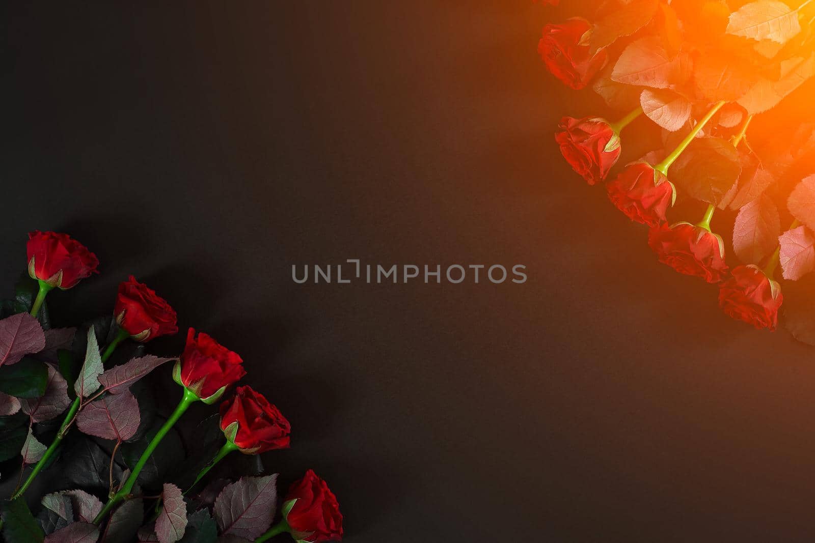 Red roses on a black background. Top view. Flat lay. Copy space. Still life. Sun flare