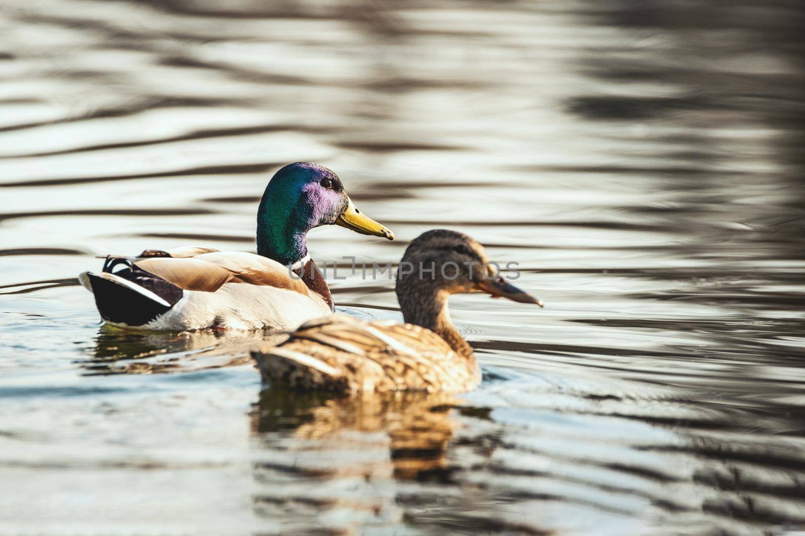 Amazing multi-colored mallard ducks (anas platyrhynchos) swim in lake or river under sunlight landscape.