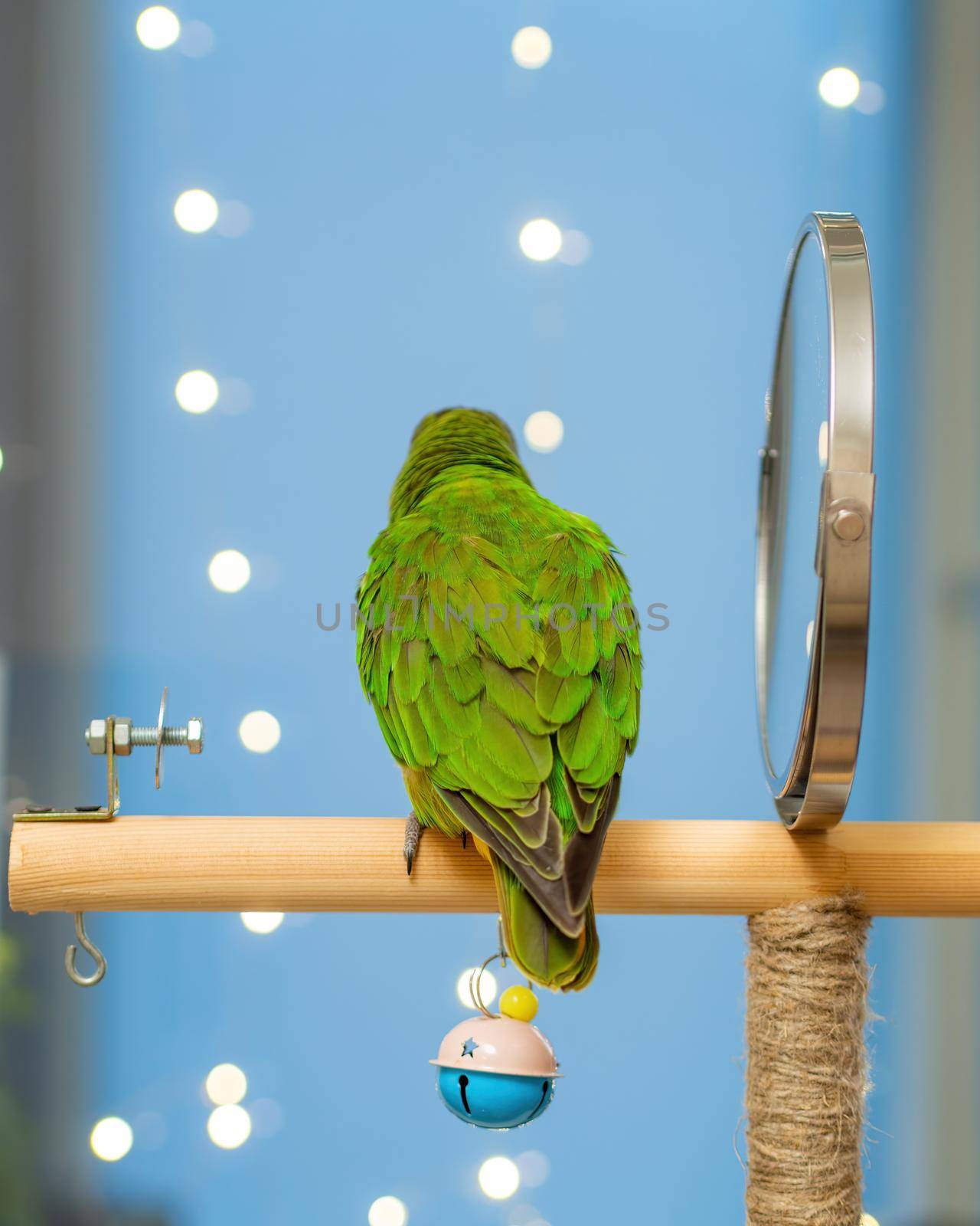 Poicephalus senegalus. Cute Senegal parrot on a perch on a blue background by Andre1ns