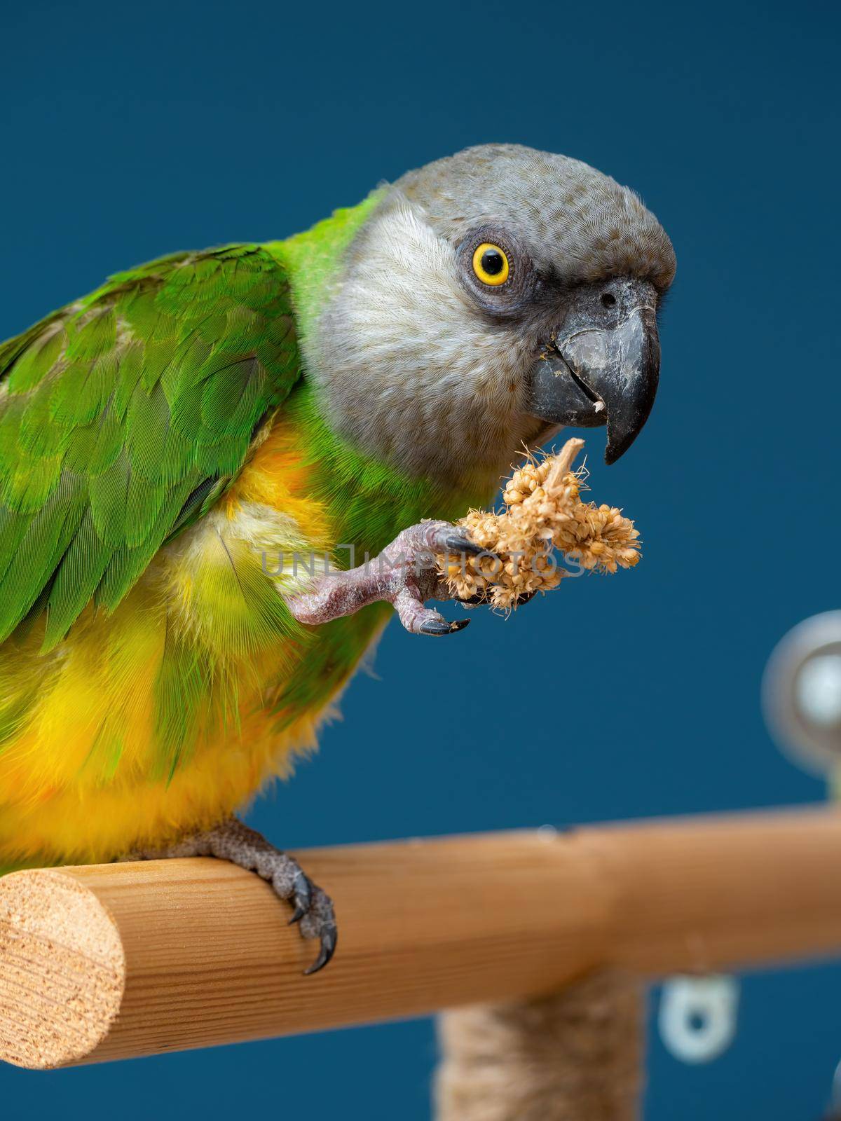 Poicephalus senegalus. Senegalese parrot sits on a perch and eats Senegal millet delicacy. photo