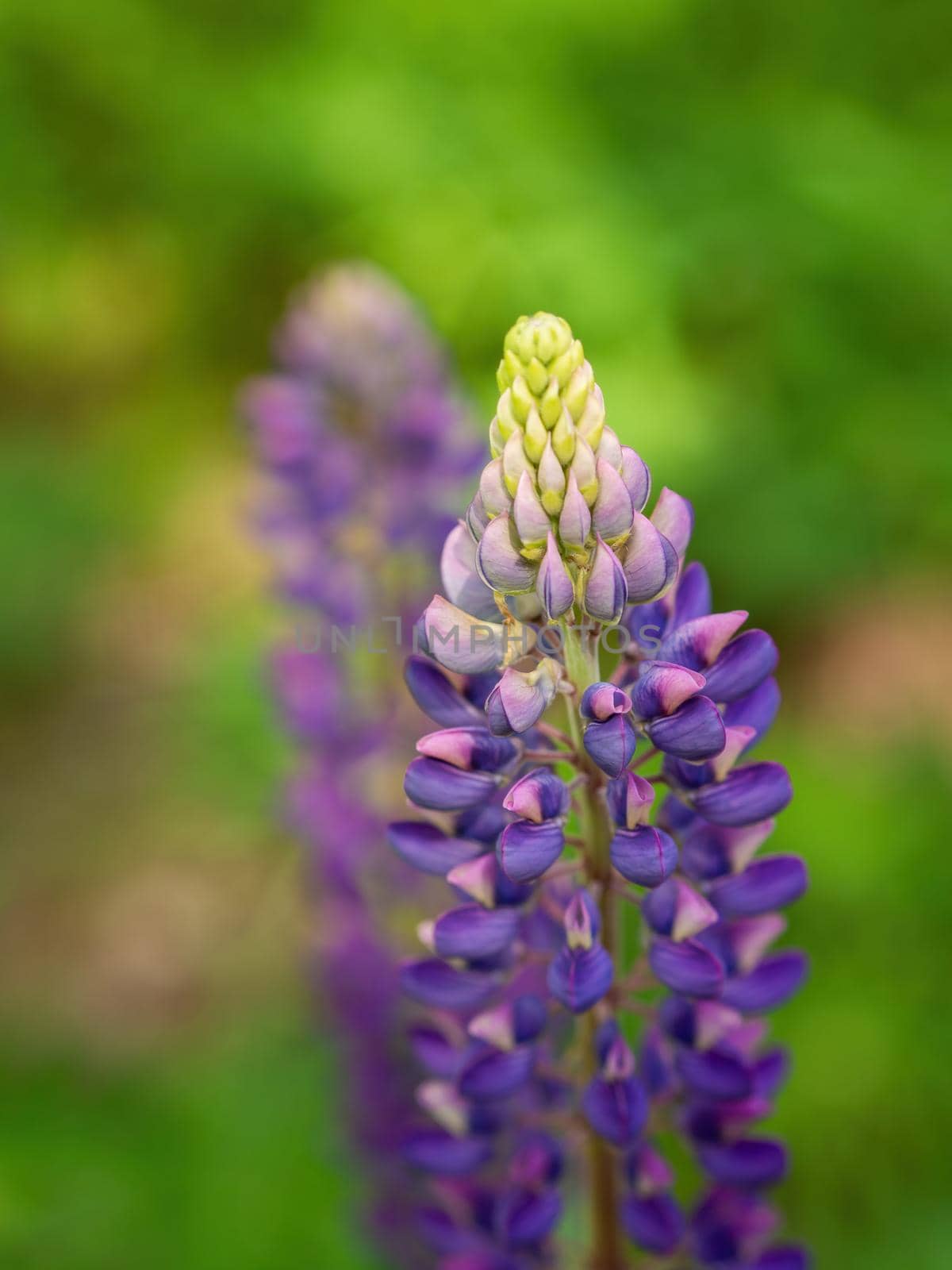 Colorful blue and purple colorful vibrant lupine wildflowers in with bokeh blurred background by Andre1ns