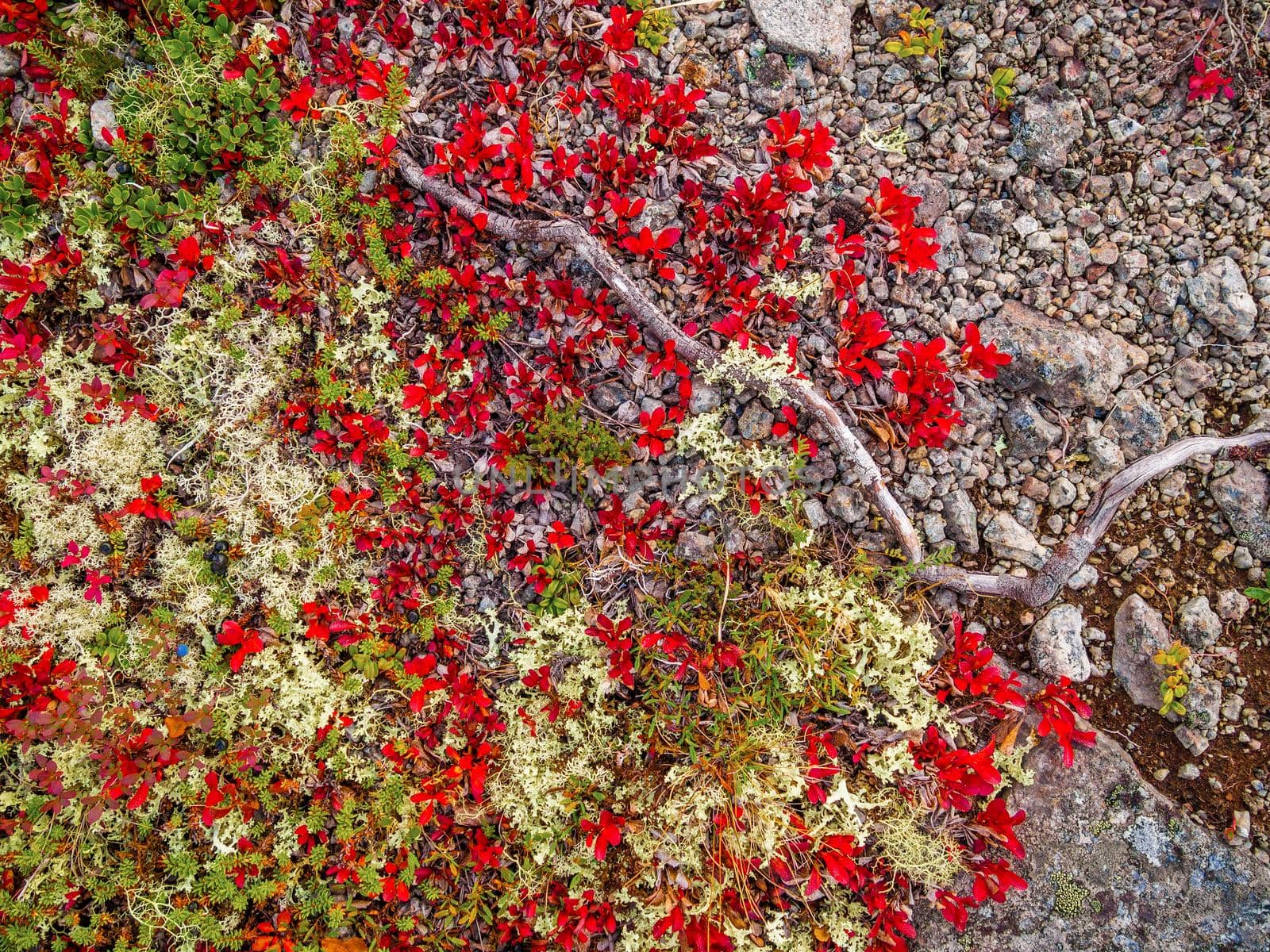 In autumn, a beautiful tundra carpet of various mosses in bright colors. Red, green and yellow plants on the rocks. closeup texture by Andre1ns