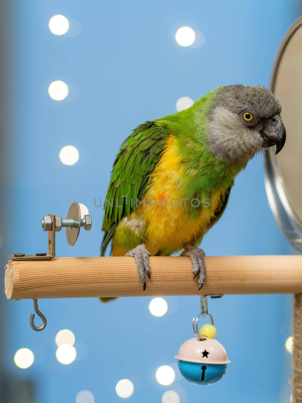 Poicephalus senegalus. Cute Senegal parrot on a perch on a blue background by Andre1ns