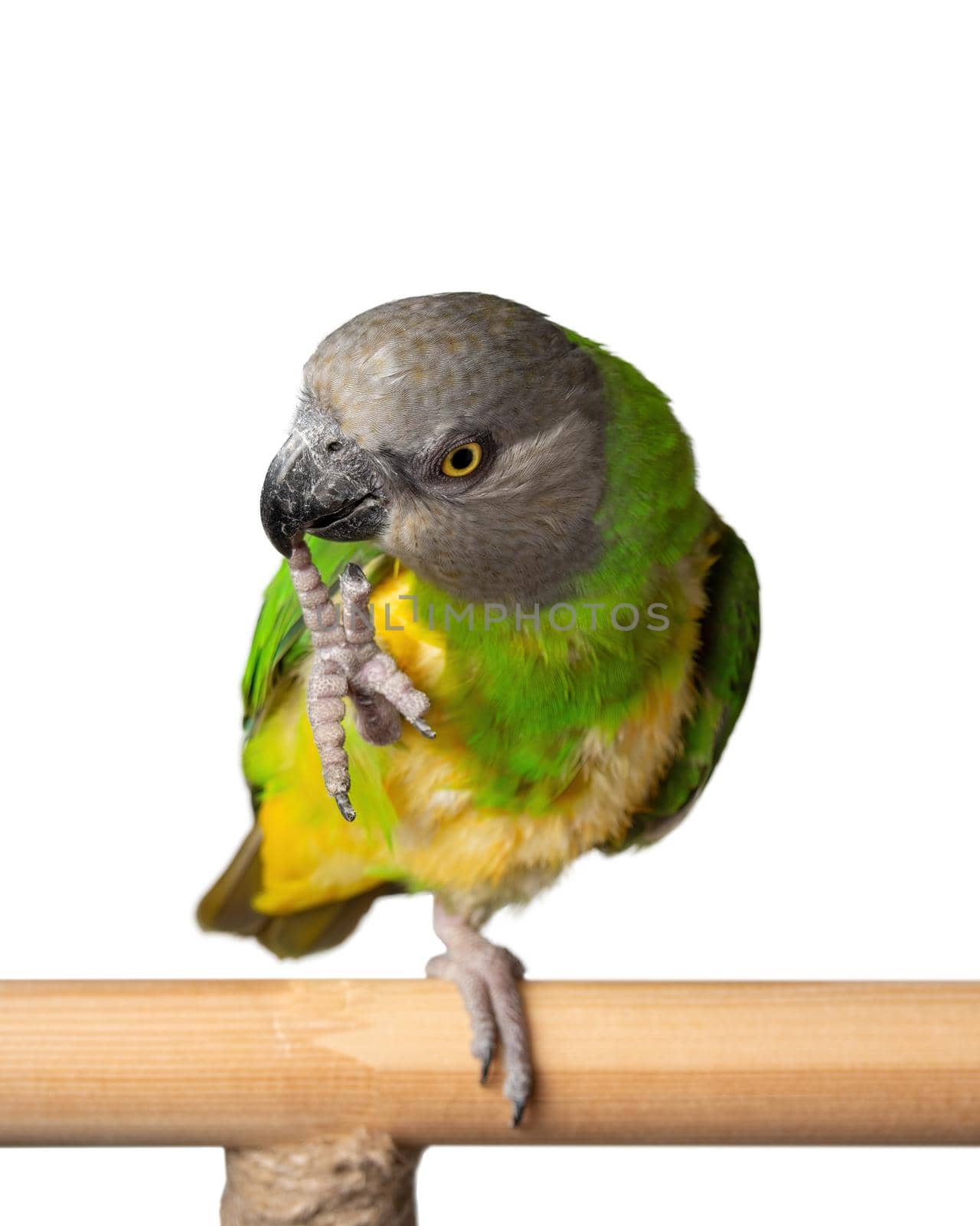 Poicephalus Senegal. Senegal parrot perching on a twig on a white background by Andre1ns