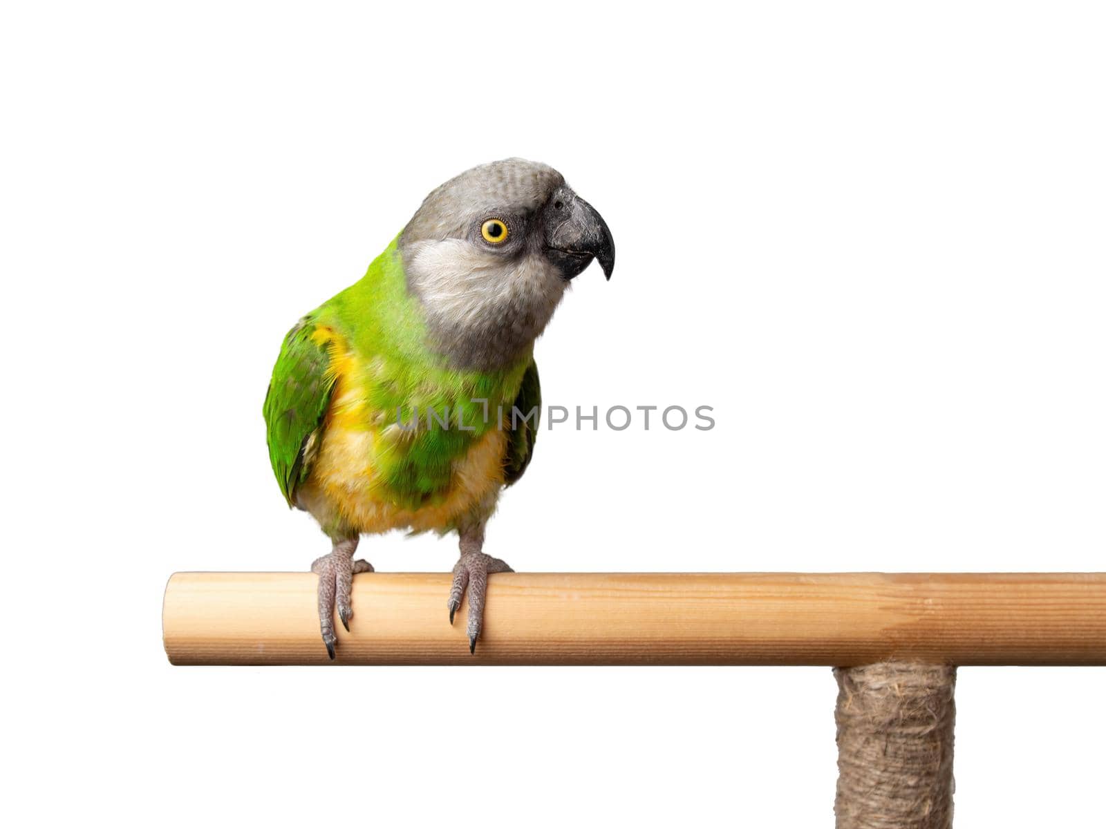 Poicephalus Senegal. Senegal parrot perching on a twig on a white background. photo