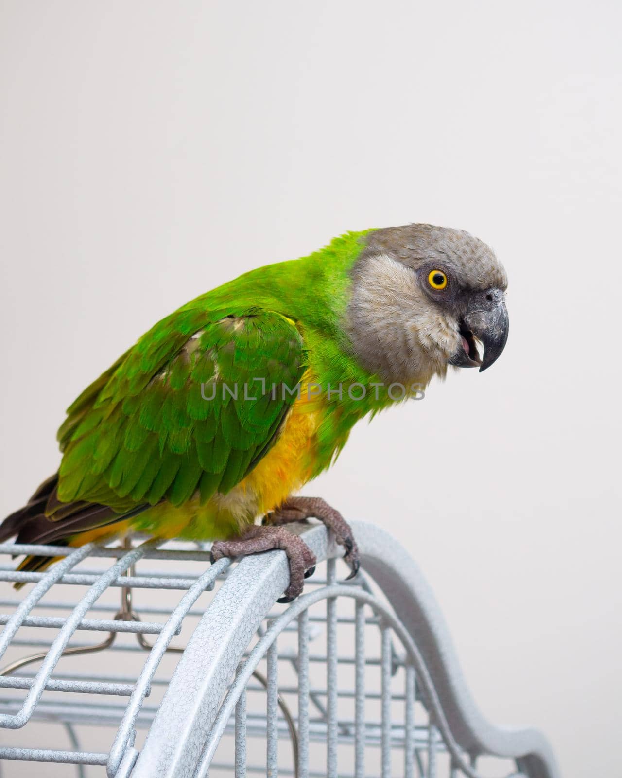 Poicephalus Senegal. Senegalese parrot sits on a cage. A photo