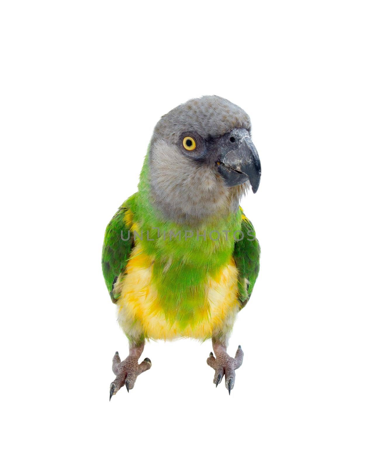 Poicephalus senegalus. Senegal Parrot on white background. by Andre1ns