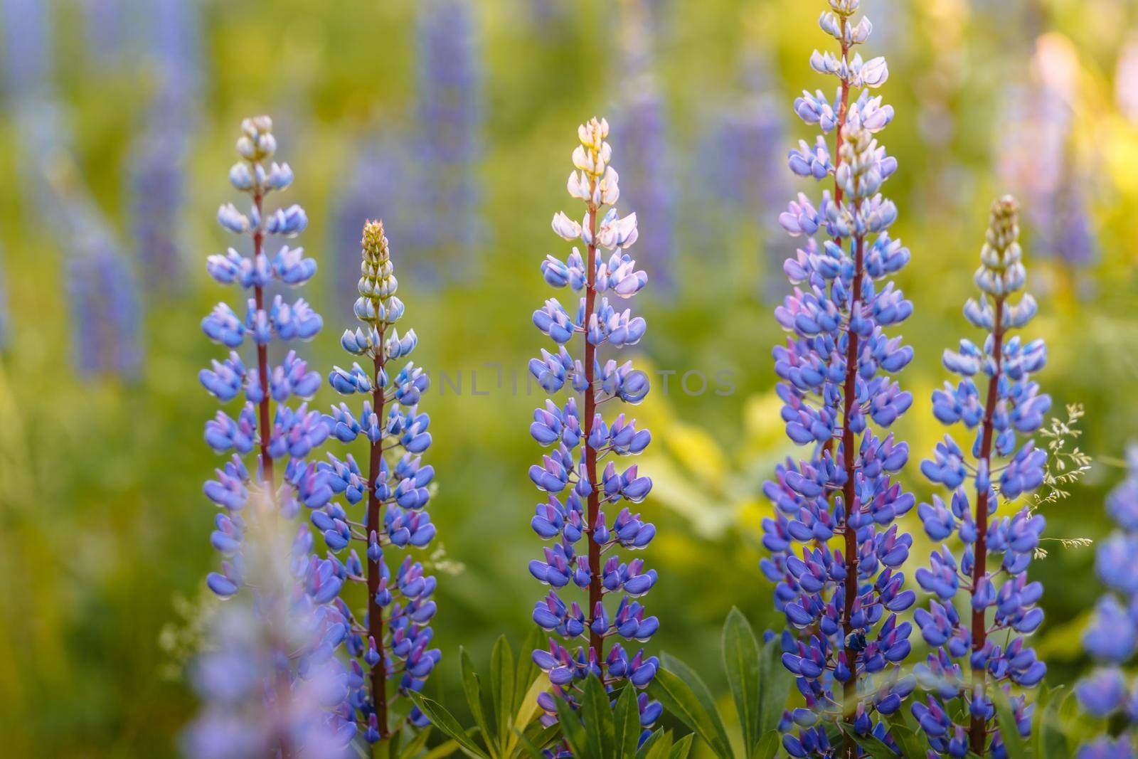 A few blue lupins standing in the middle of the green grass by deandy