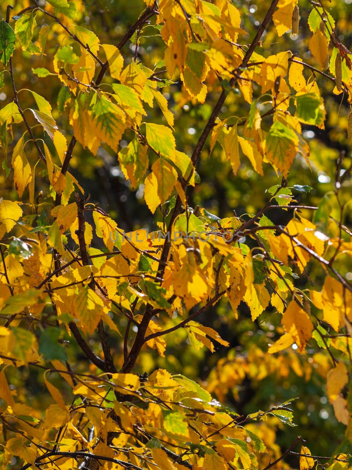 Colorful and bright background made of fallen autumn leaves by Andre1ns