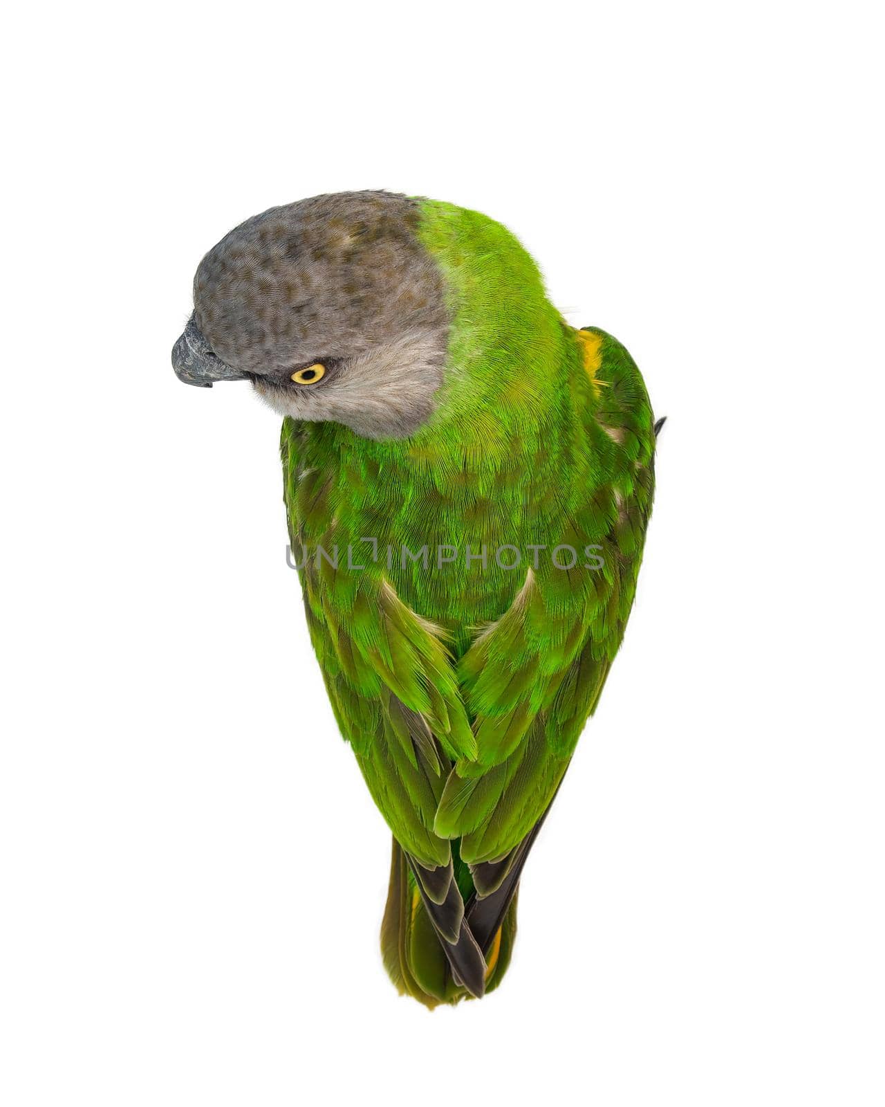 Poicephalus senegalus. Senegal Parrot on white background. by Andre1ns