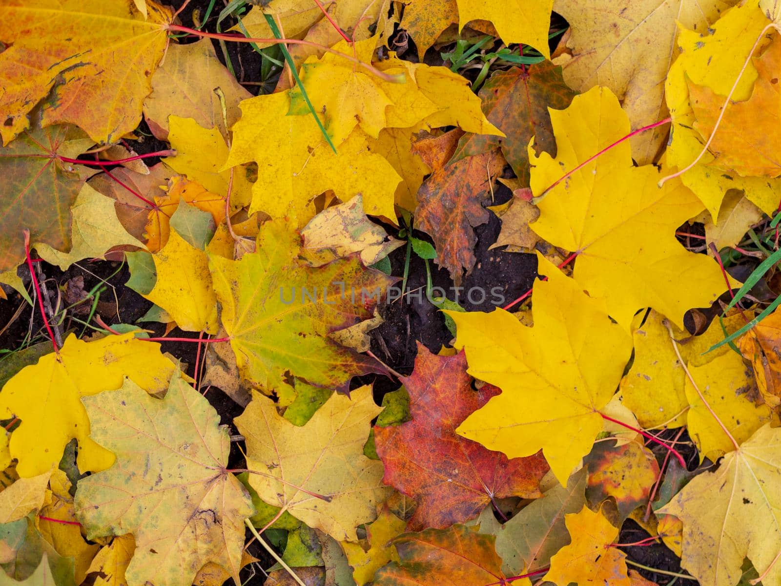 Colorful and bright background made of fallen autumn leaves. photo