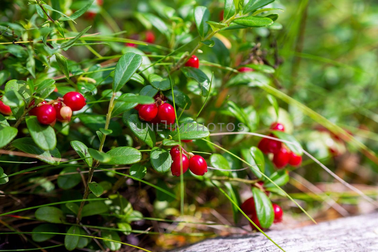 Bush of a ripe cowberry in forest. Ripe red lingonberry, partridgeberry, or cowberry grows in pine forest.