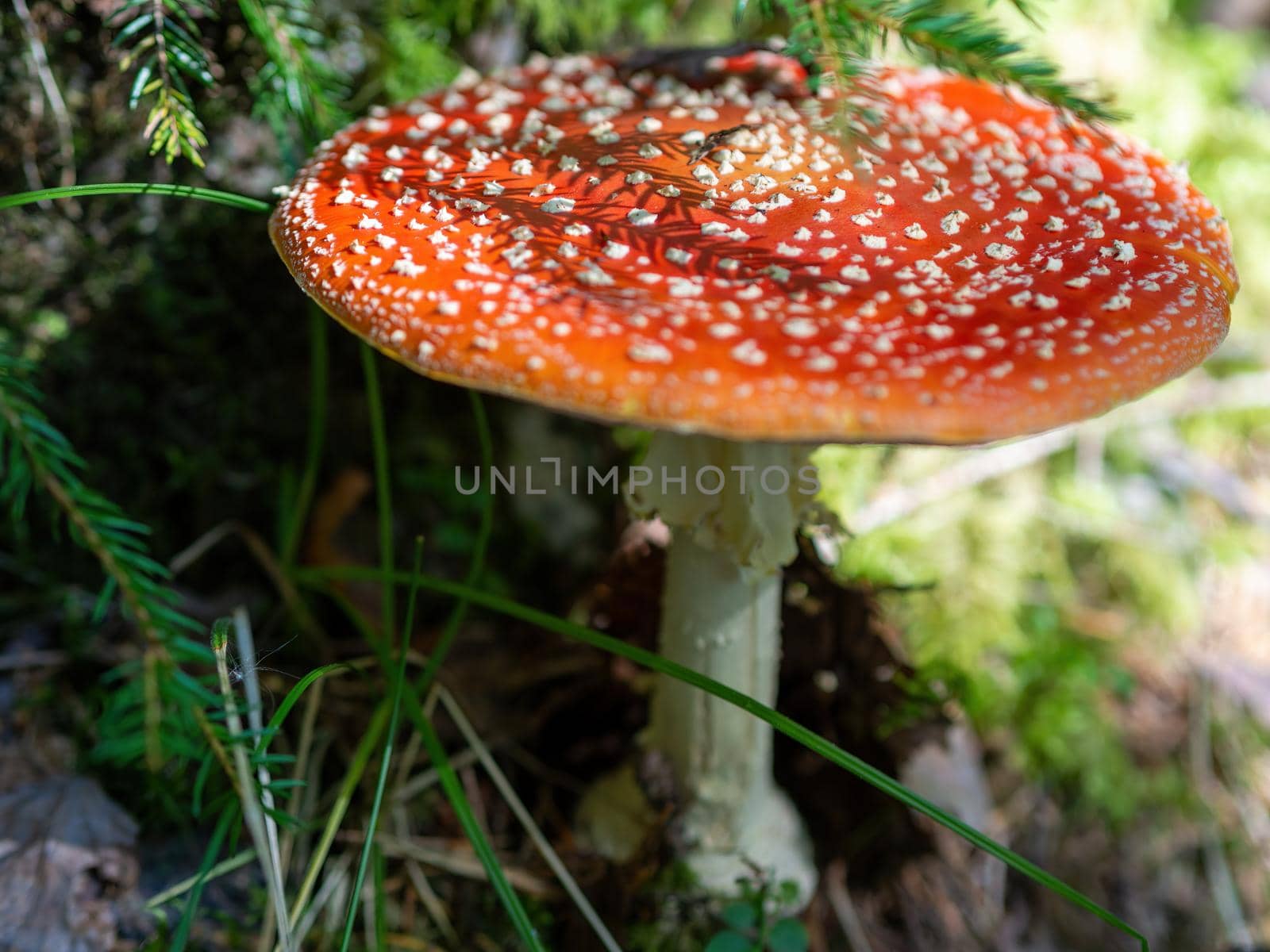 Red fly agaric against the background of the forest. Red fly agaric mushroom in the grass. Amanita muscaria. by Andre1ns