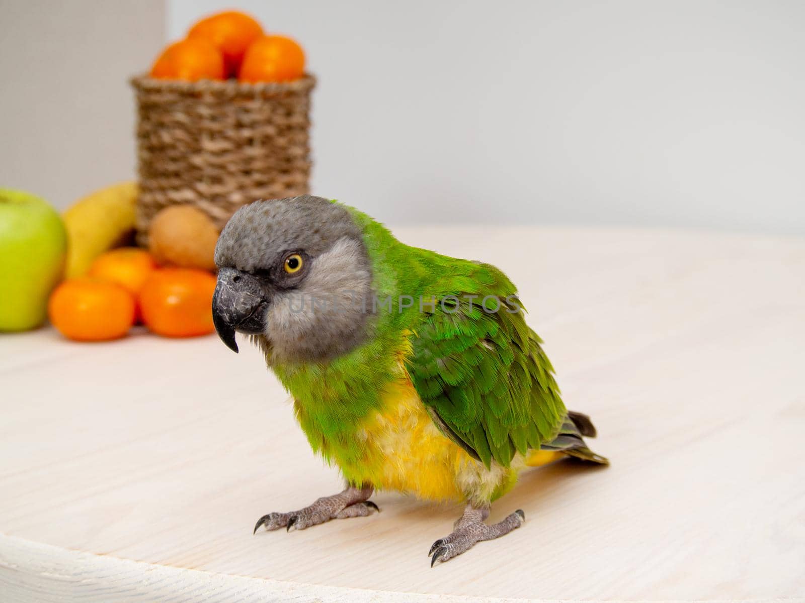 Poicephalus senegalus. Senegal parrot on wooden background with fruits and nuts. photo