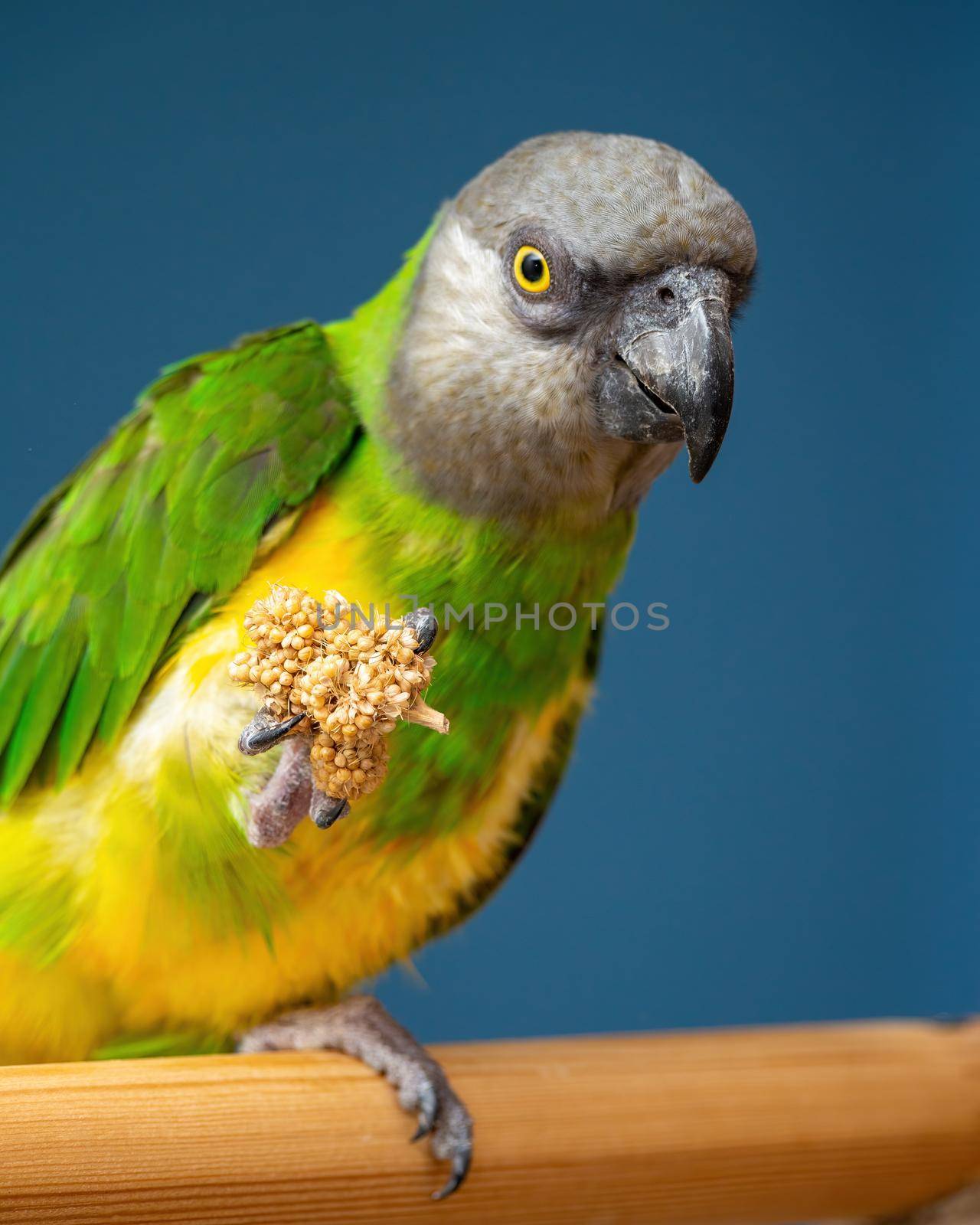 Poicephalus senegalus. Senegalese parrot sits on a perch and eats Senegal millet delicacy. by Andre1ns
