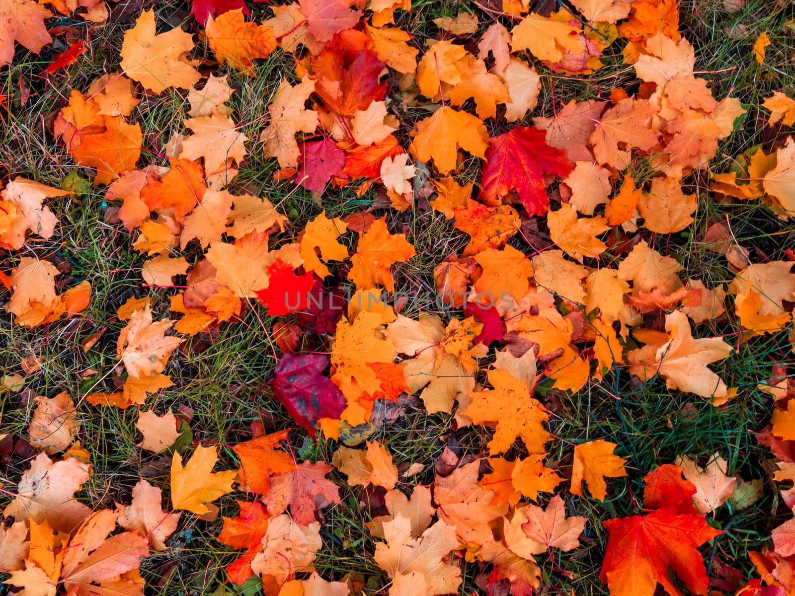 Colorful and bright background made of fallen autumn leaves. photo