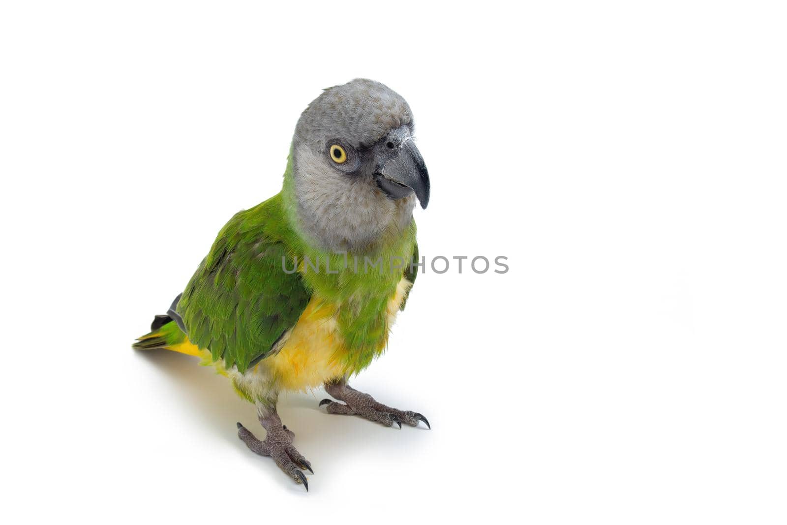 Poicephalus senegalus. Senegal Parrot on white background. photo