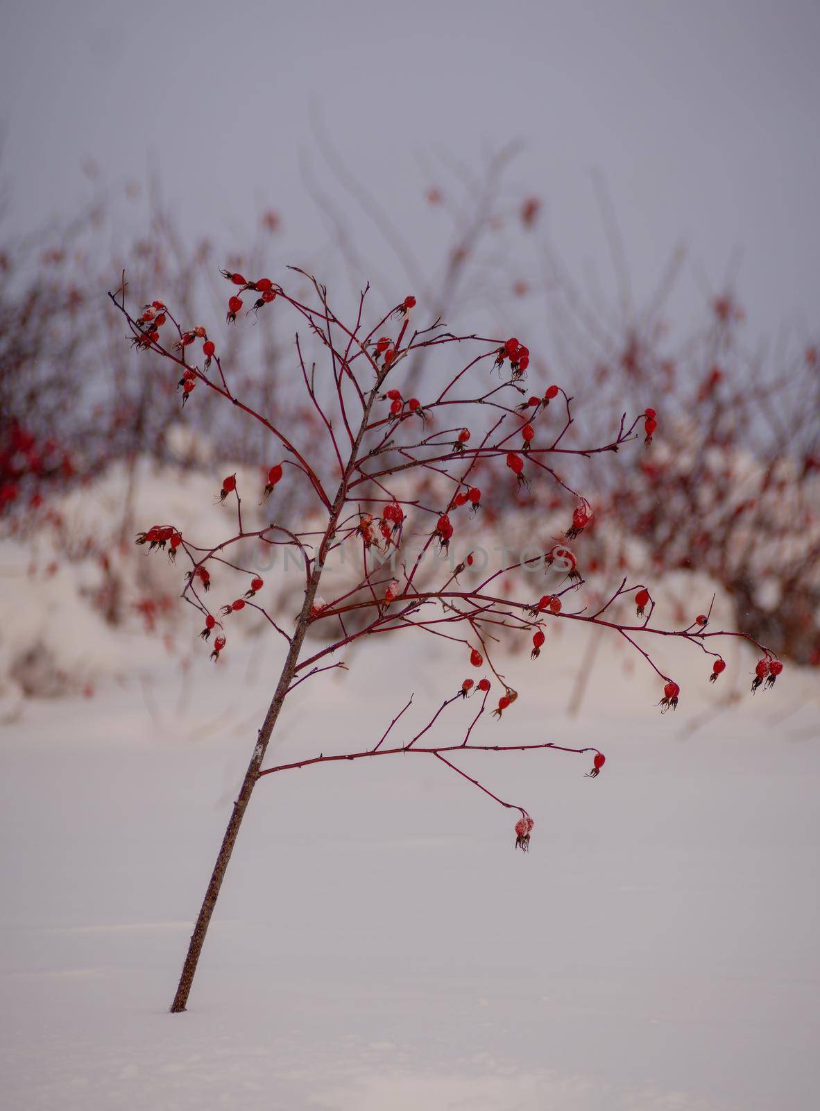 Bush with ripe wild rose berries covered with snow on the background of white snow. photo