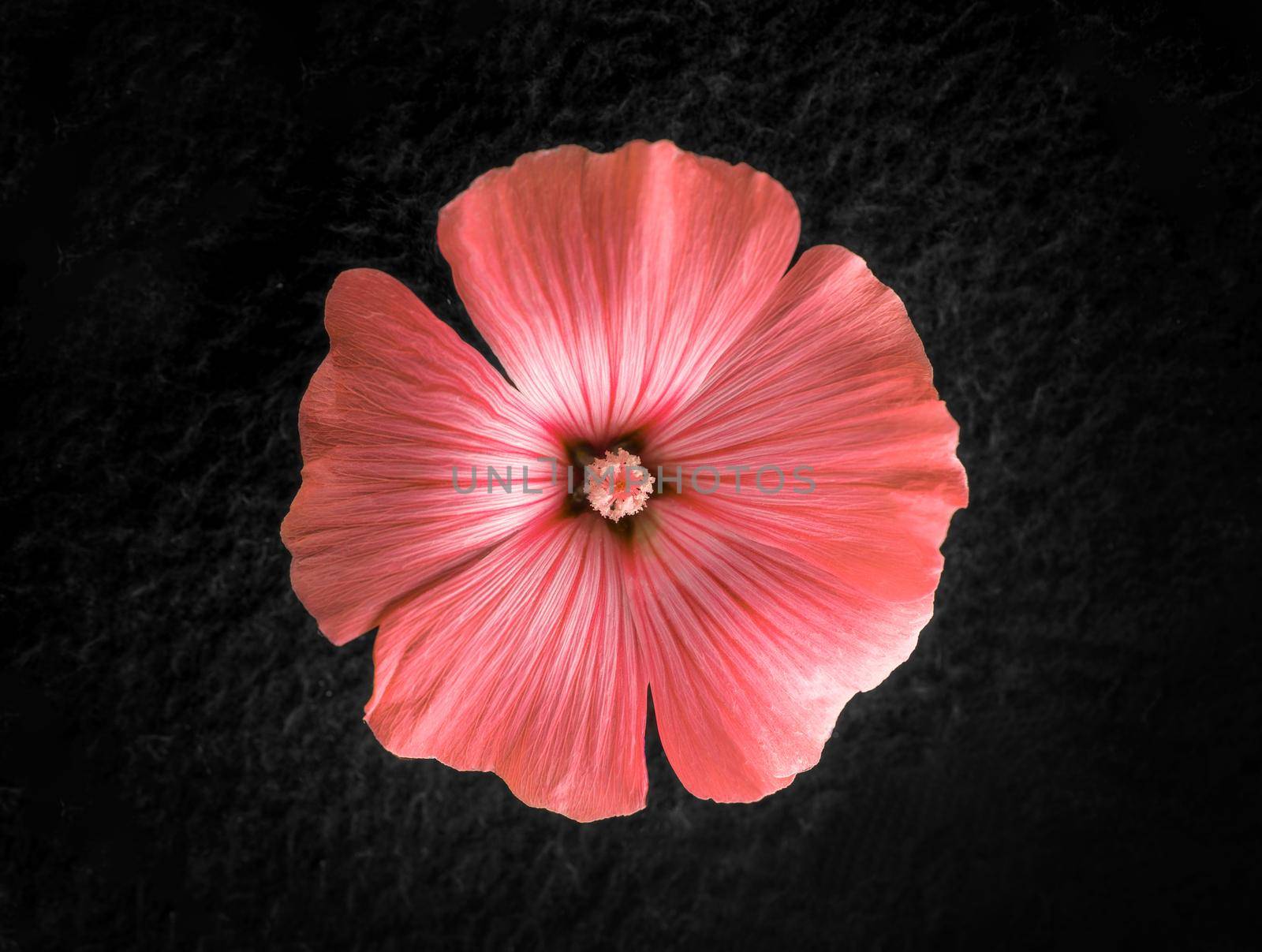 Beautiful flower on a black background. On a dark background. by Proff