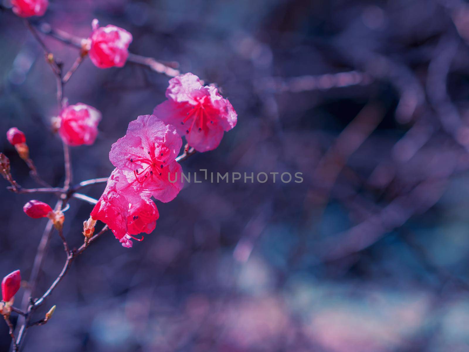 Wild rosemary flowers. Pink spring flowers.