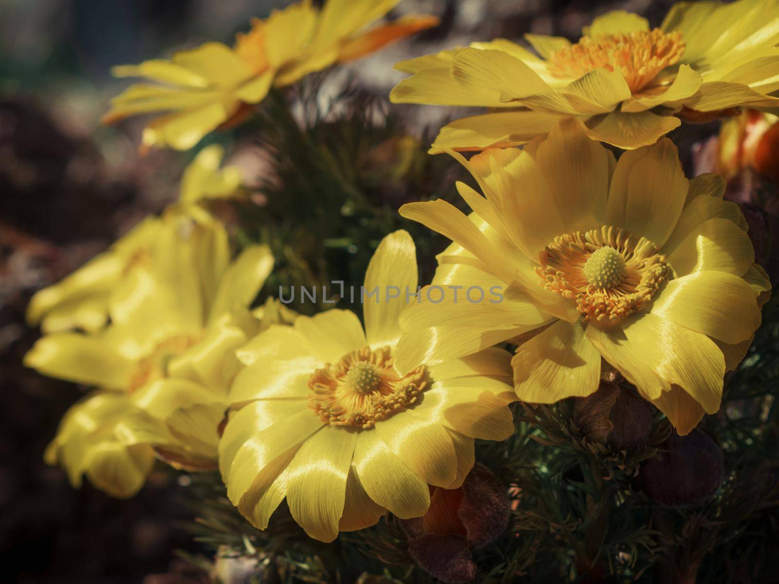 Pretty yellow flowers of Far east amur adonis Adonis ramosa in japanese early spring by Andre1ns