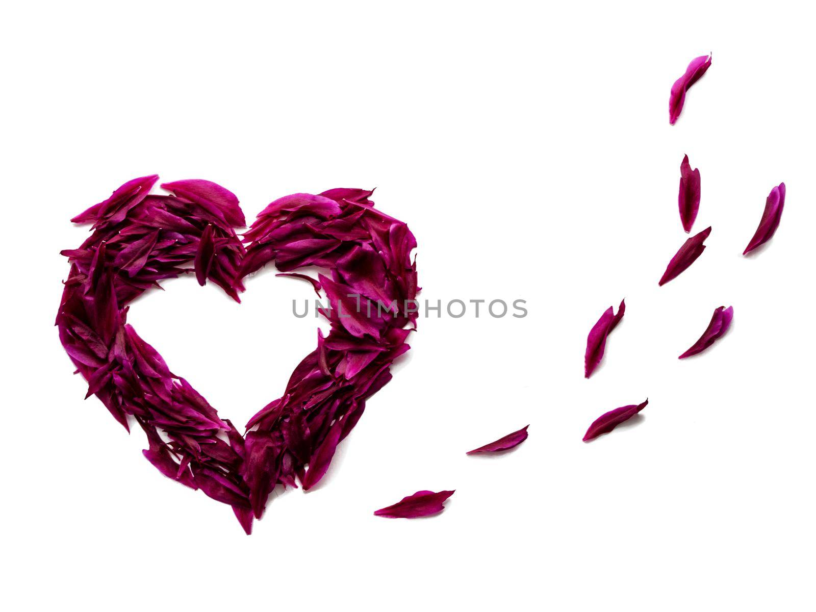 heart of red and dark pink petals of peonies. Valentine's Day