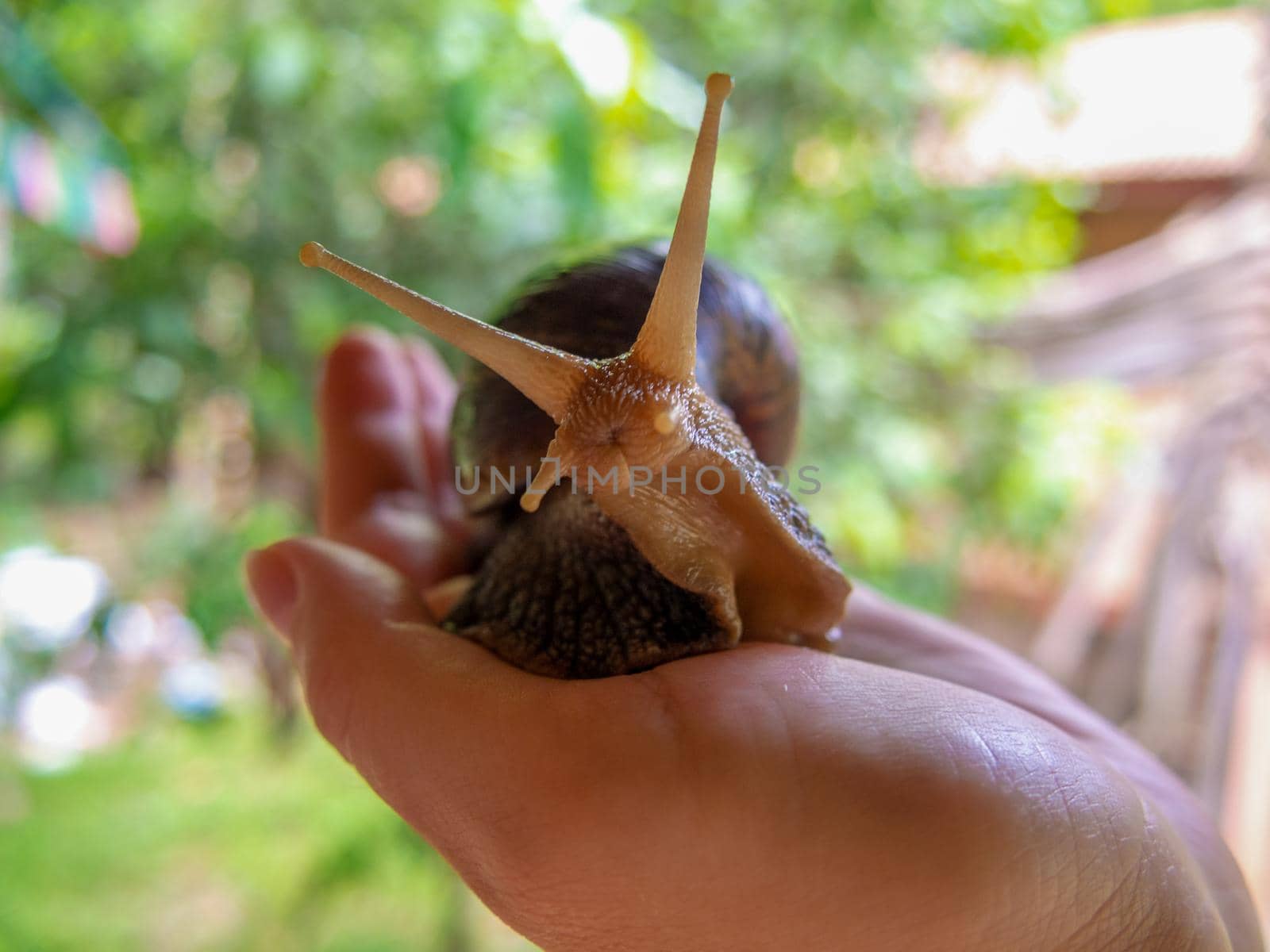 the big Achatina snail in a hand by Andre1ns