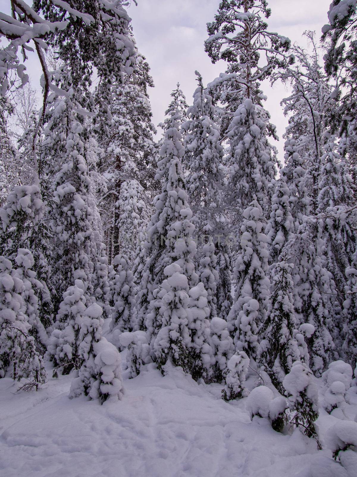 Forest after a heavy snowfall. Winter ponamramny landscape. Morning in the winter forest with freshly fallen snow. photo