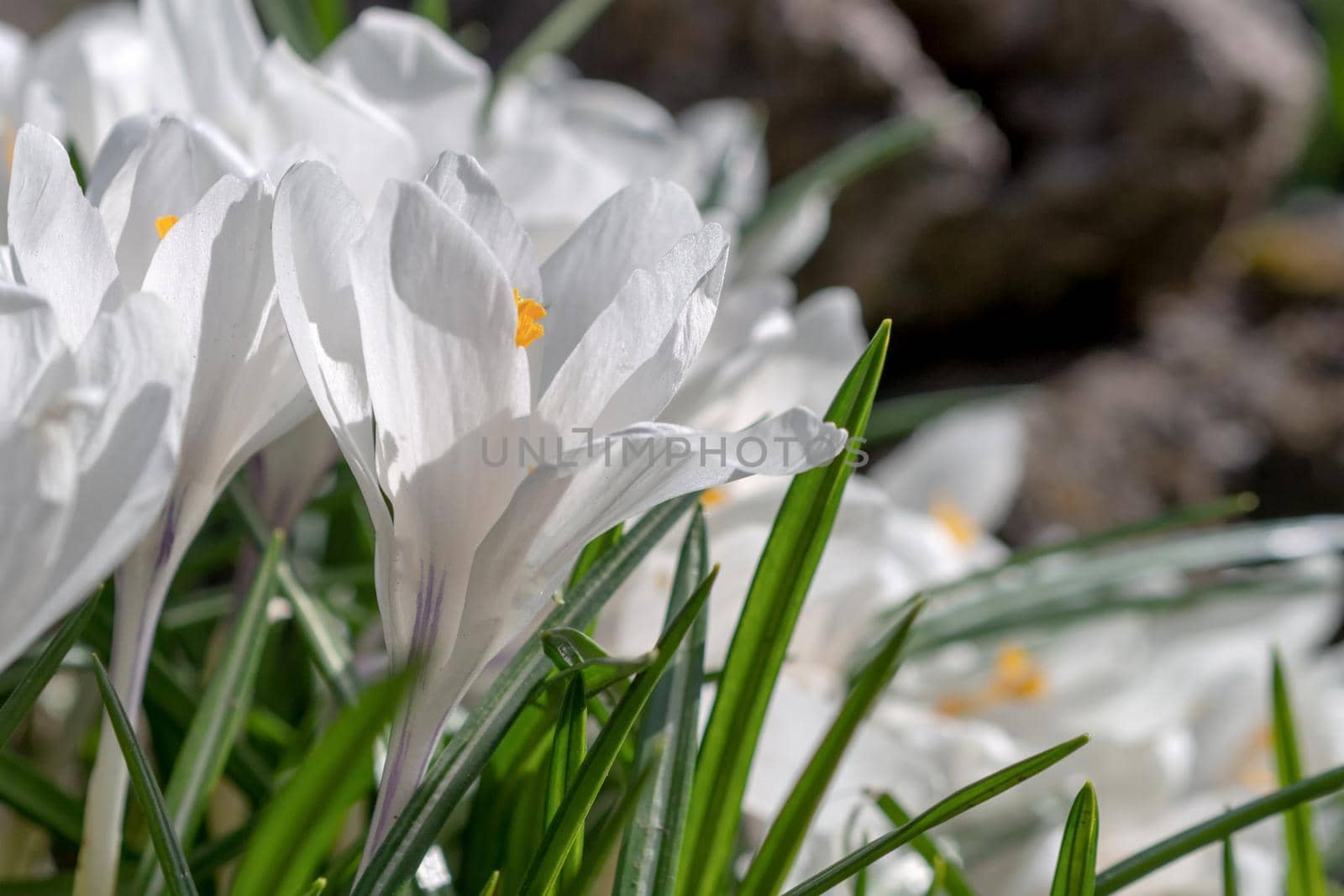 White crocuses growing on the ground in early spring. First spring flowers blooming in garden. Spring meadow full of white crocuses, Bunch of crocuses. White crocus blossom close up. Early spring