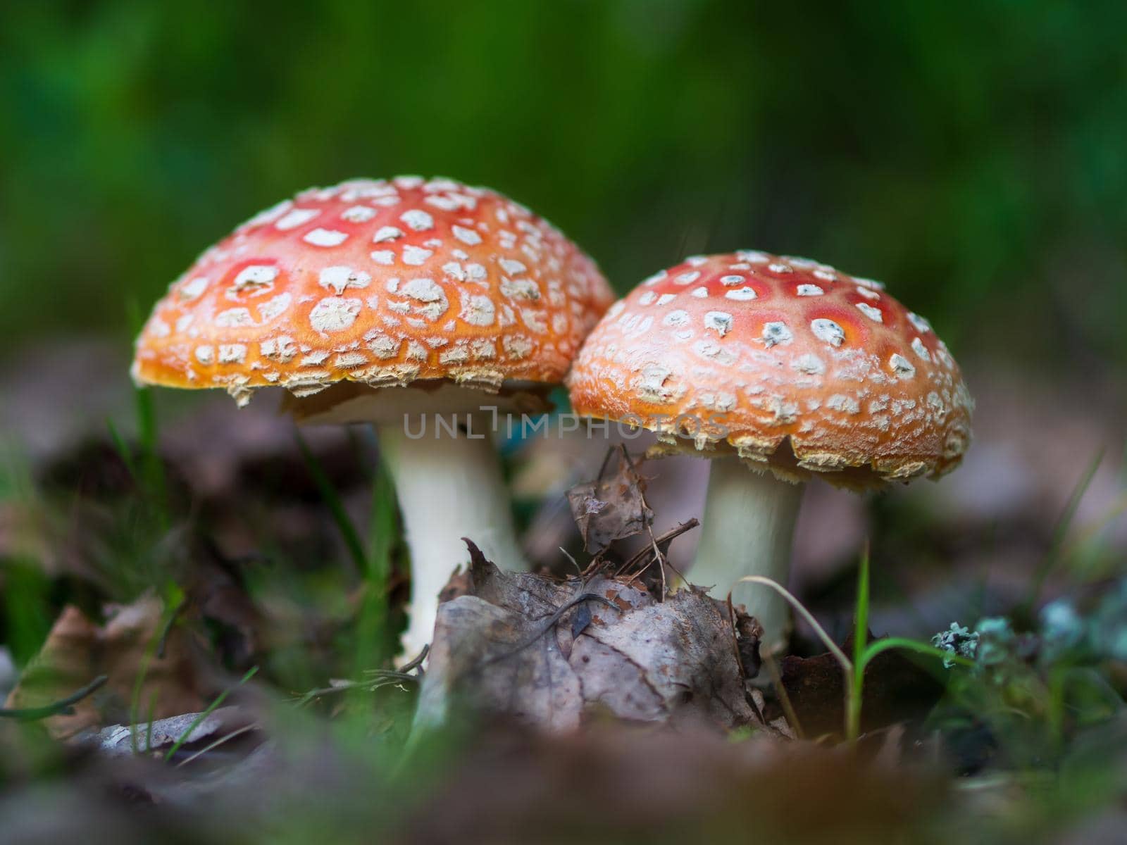 Fly-agaric in a forest, closeup photo