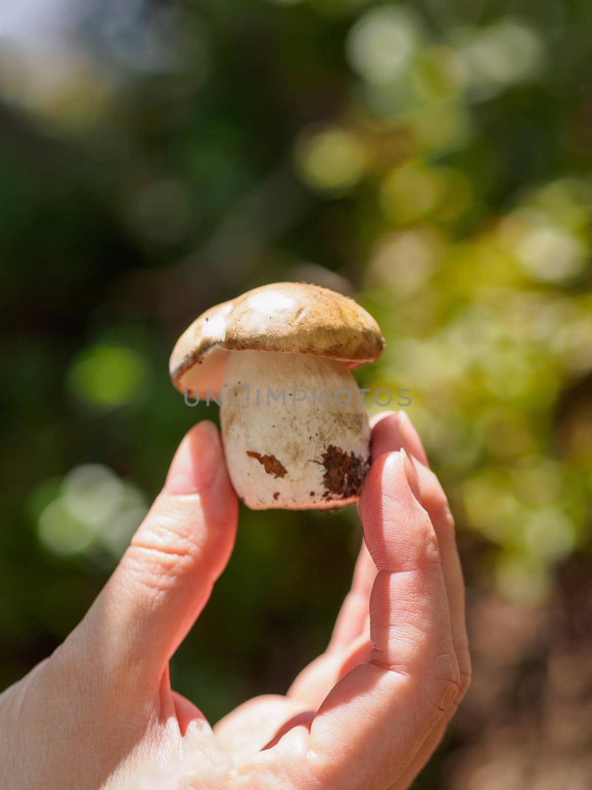 Hand holding a porcini mushroom on the background of the autumn forest